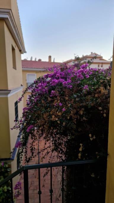 Sea View Garden Oasis Lejlighed *